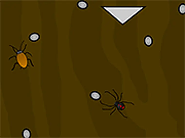 spider terrarium