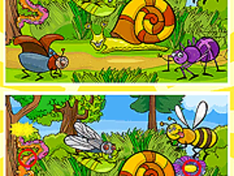 Insects Photo Differences