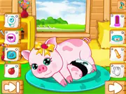 Pregnant Pig New Babies