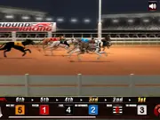 Greyhound Racing