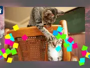 Funny Cats: Puzzle