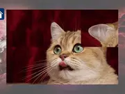 Funny Cats: Puzzle