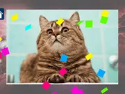 Funny Cats: Puzzle