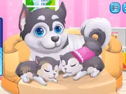 Cute Puppy Pregnant