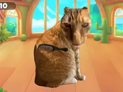 Brush Cat Challenge