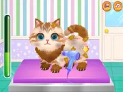 Funny Pet Haircut