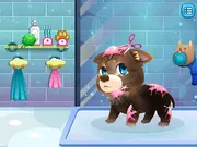 Stray Dog Care