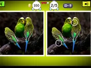 Budgie Spot the Difference